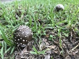 Amanita brunnescens image
