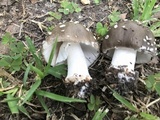 Amanita brunnescens image