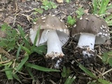Amanita brunnescens image