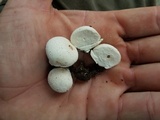 Lycoperdon pratense image