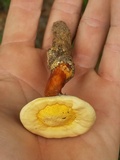 Ganoderma curtisii image
