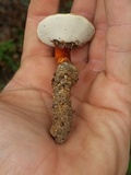 Ganoderma curtisii image