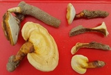 Ganoderma curtisii image