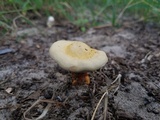 Ganoderma curtisii image