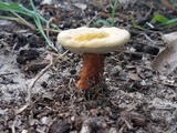 Ganoderma curtisii image
