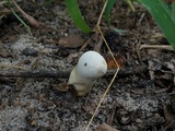 Ganoderma curtisii image