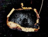 Camarops petersii image
