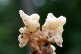 Sebacina sparassoidea image