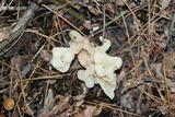 Sebacina sparassoidea image