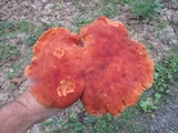 Phylloporus rhodoxanthus image
