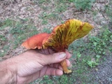 Phylloporus rhodoxanthus image