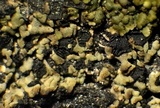 Xylopsora friesii image
