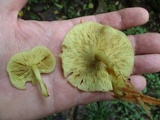 Tricholomopsis decora image