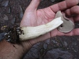 Tylopilus rubrobrunneus image