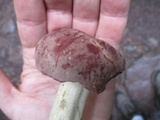 Tylopilus rubrobrunneus image