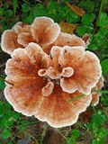 Abortiporus biennis image
