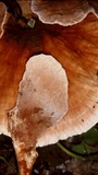 Abortiporus biennis image