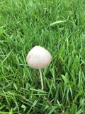 Conocybe apala image