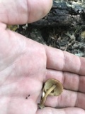 Flammulaster erinaceellus image