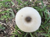 Amanita sect. Vaginatae image