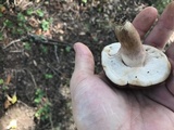 Tylopilus badiceps image