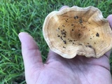 Lactarius yazooensis image