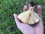 Lactarius yazooensis image