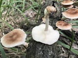 Lentinula boryana image