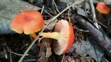 Hygrocybe reidii image