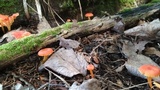 Hygrocybe reidii image