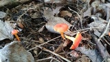 Hygrocybe reidii image