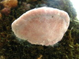 Fomitopsis cajanderi image
