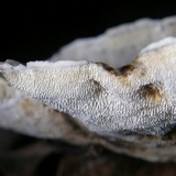 Mycorrhaphium adustum image