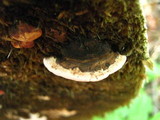 Fomitopsis cajanderi image