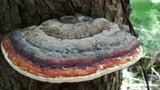 Fomitopsis mounceae image