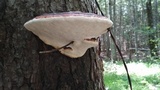 Fomitopsis mounceae image