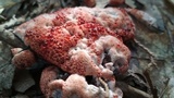 Hydnellum peckii image