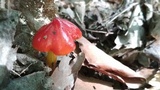 Hygrocybe acutoconica image