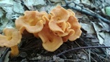 Cantharellus ignicolor image