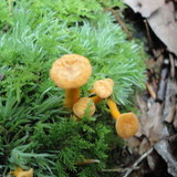 Cantharellus ignicolor image