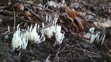 Clavulina rugosa image