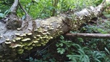 Cerrena unicolor image