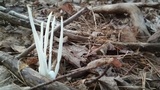 Clavulina rugosa image
