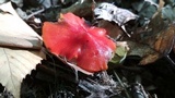 Hygrocybe acutoconica image