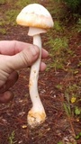 Amanita roseitincta image