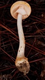 Amanita roseitincta image