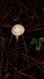 Amanita roseitincta image