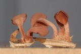 Dacryopinax elegans image