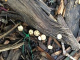 Crucibulum crucibuliforme image