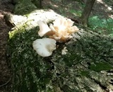 Pleurotus ostreatoroseus image